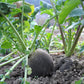 300 BLACK SPANISH ROUND Hot Spicy European Raphanus Sativus Root Vegetable Seeds
