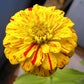 150 CANDY STRIPE ZINNIA Mix Elegans Flower Seeds Mixed Colors with Red Stripes