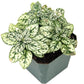 10 Dwarf WHITE POLKA DOT PLANT Splash Select Hypoestes Phyllostachya Flower Houseplant Seeds