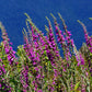 1000 PINK & PURPLE Mix FOXGLOVE Digitalis Flower Seeds