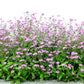 100 Victoria PINK FORGET Me NOT Myosotis Alpestris Shade or Sun Flower Seeds