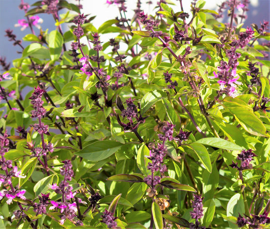 1000 CINNAMON BASIL Ocimum Basilicum HERB Flower Seeds
