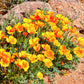 1000 DWARF Yellow CALIFORNIA Tufted POPPY Eschscholzia Caespitosa Flower Seeds