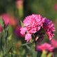 50 PINK ROSE CARNATION Dianthus Caryophyllus Grenadin Double Flower Seeds