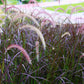 25 PURPLE FOUNTAIN GRASS Ornamental Pennisetum Setaceum Dark Burgundy Flower Seeds