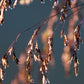 200 TUFTED HAIRGRASS Tussock Grass Deschampsia Cespitosa Moist Ornamental Native Seeds