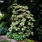 50 CLIMBING HYDRANGEA Anomala Petiolaris Vine Flower Seeds