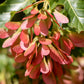 25 SIBERIAN MAPLE TREE Acer Ginnala Seeds - Red Fall Foliage