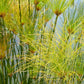20 Cyperus PAPYRUS Paper Reed Water Plant Egyptian Nile Grass Yellow Flower Seeds