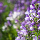 2000 BABY SNAPDRAGON Toadflax Linaria Maroccana Flower Seeds