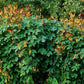 10 FIRECRACKER VINE Flower Mina Lobata Exotic Love Spanish Flag Ipomoea Seeds