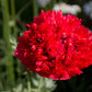 100 Giant Double RED PEONY POPPY Papaver Peoniflorum Flower Seeds