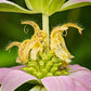 100 SPOTTED BEE BALM Monarda Punctata Flower Herb Horesemint Dotted Mint Seeds