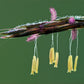 300 Ornamental BIG BLUESTEM GRASS Beardgrass Andropogon Gerardii Seeds