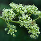 25 DEVIL'S WALKINGSTICK Shrub Flower Prickly Ash Elder Aralia Spinosa Seeds