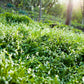20 RAMP / WILD LEEK Allium Tricoccum Ramps Vegetable Herb White Shade Flower Seeds
