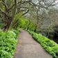 20 RAMP / WILD LEEK Allium Tricoccum Ramps Vegetable Herb White Shade Flower Seeds