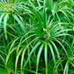 50 UMBRELLA PALM TREE Cyperus Involucratus Papayrus Sedge Seeds