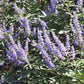 25 CHASTE BERRY TREE Vitex Agnus Castus Monk's Pepper Purple Fragrant Flower Seeds