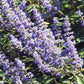 25 CHASTE BERRY TREE Vitex Agnus Castus Monk's Pepper Purple Fragrant Flower Seeds