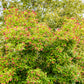 20 Tatarian FLAME MAPLE TREE Red Acer Tataricum Seeds
