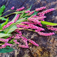 100 PINKWEED Smartweed Pink Knotweed Polygonum Wetland Flower Herb Seeds