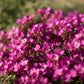 150 SPRING CHARM ROCKCRESS Rose Rock Cress Arabis Arendsii Flower Mix Seeds