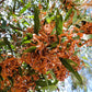 20 AUSTRALIAN BLACKWOOD TREE Black Acacia Melanoxylon Wattle Yellow Flower Seeds
