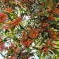 20 AUSTRALIAN BLACKWOOD TREE Black Acacia Melanoxylon Wattle Yellow Flower Seeds