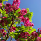 25 RED FLOWERING CURRANT Ribes Sanguineum aka Blood Currant Edible Fruit Blue Black Berries Shrub Seeds