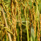 100 Long Grain BROWN WHITE RICE Oryza Sativa Vegetable Seeds