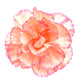 50 PICOTEE MIX CARNATION Dianthus Caryophyllus Double Bicolor Striped Flower Seeds