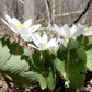 10 White BLOODROOT Sanguinaria Canadensis Shade Ground Cover Flower Seeds