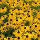 2000 BLACK EYED SUSAN Rudbeckia Hirta Yellow Heirloom Native Flower Seeds