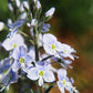 25 BLUE STREAK SPEEDWELL Veronica Gentianoides Flower Seeds