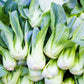 2000 CANTON PAK CHOI (Bok Choy / Chinese Cabbage) Brassica Rapa Chinensis Vegetable Seeds