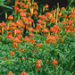 10 LEOPARD LILY California Tiger Lily Panther Lilium Pardalinum Yellow Orange Red Spotted Native Flower Seeds