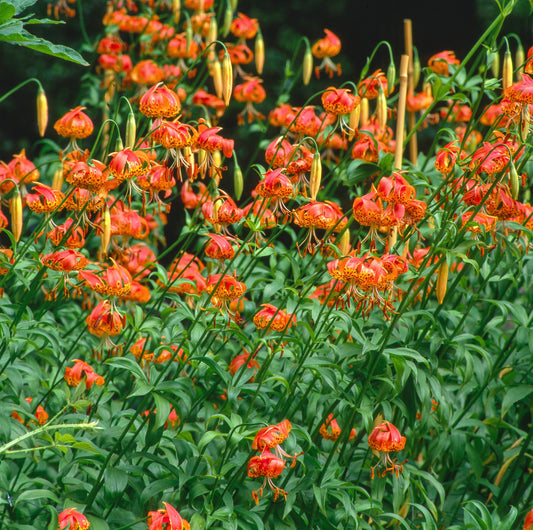 10 LEOPARD LILY California Tiger Lily Panther Lilium Pardalinum Yellow Orange Red Spotted Native Flower Seeds