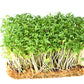 1000 Fine Curled PEPPERGRASS / PEPPERCRESS / WATERCRESS Lepidium Sativum Greens Sprouts Vegetable Sprouting Seeds