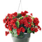 10 MIXED DOUBLE BEGONIA Tuberosa Tuberous Begonia Red Pink White Yellow Orange Shade Flower Seeds
