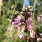 100 CANADIAN GERMANDER American Wood Sage Teucrium Canadense Herb Flower Seeds