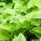 15 Variegated SOLOMONS SEAL Polygonatum Biflorum Canaliculatum Flower Seeds