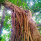50 WEEPING FIG Ficus Benjamina Benjamin Indian Rubber Tree Houseplant Seeds