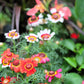 250 TRICOLOR PAINTED DAISY (Pyrenthrum Daisy) Chrysanthemum Carinatum Flower Seeds