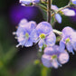 25 BLUE STREAK SPEEDWELL Veronica Gentianoides Flower Seeds