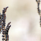1000 + SENSITIVE FERN Onoclea Sensibilis aka Bead or Sympathy Fern Spores Seeds