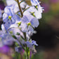 25 BLUE STREAK SPEEDWELL Veronica Gentianoides Flower Seeds