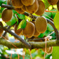 50 GOLDEN KIWI FRUIT Yellow Actinidia Chinensis Kiwifruit Chinese Gooseberry Flower Vine Seeds