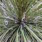 25 RED YUCCA Hesperaloe Parviflora aka Hummingbird, Coral, & Texas Yucca Flower Seeds