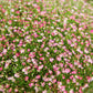350 RED BABYS BREATH Gypsophila Elegans Baby's Breath Flower Seeds